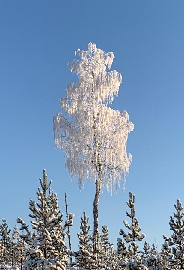Off-Grid Cabin In Nattavaara Lapland Εξωτερικό φωτογραφία